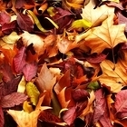 Опавшие листья (Les Feuilles Mortes / Autumn Leaves)