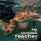 Из фильма "Мой учитель-осьминог / My Octopus Teacher"