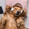 Слушать Музыка для собак